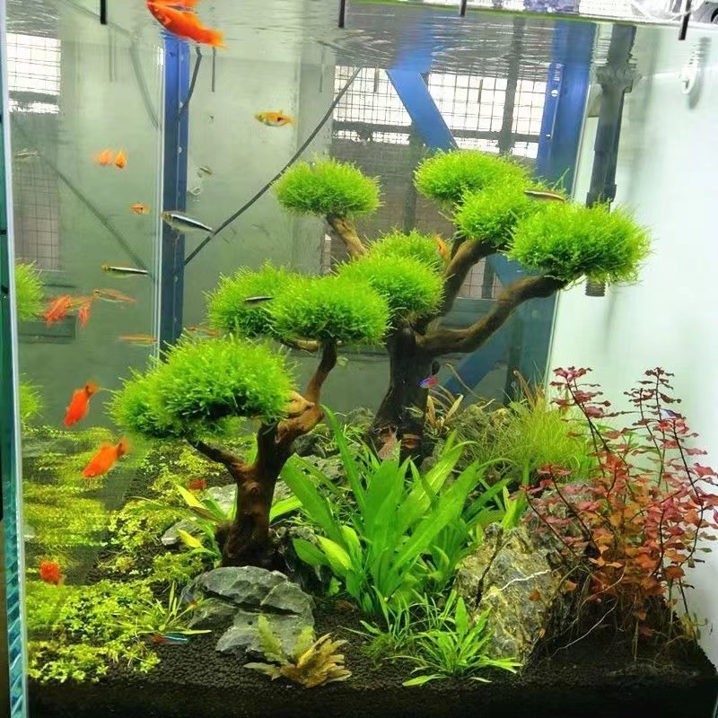 Aquarium Planted Wood - Aquarium groenheid houten frame planten decoratie