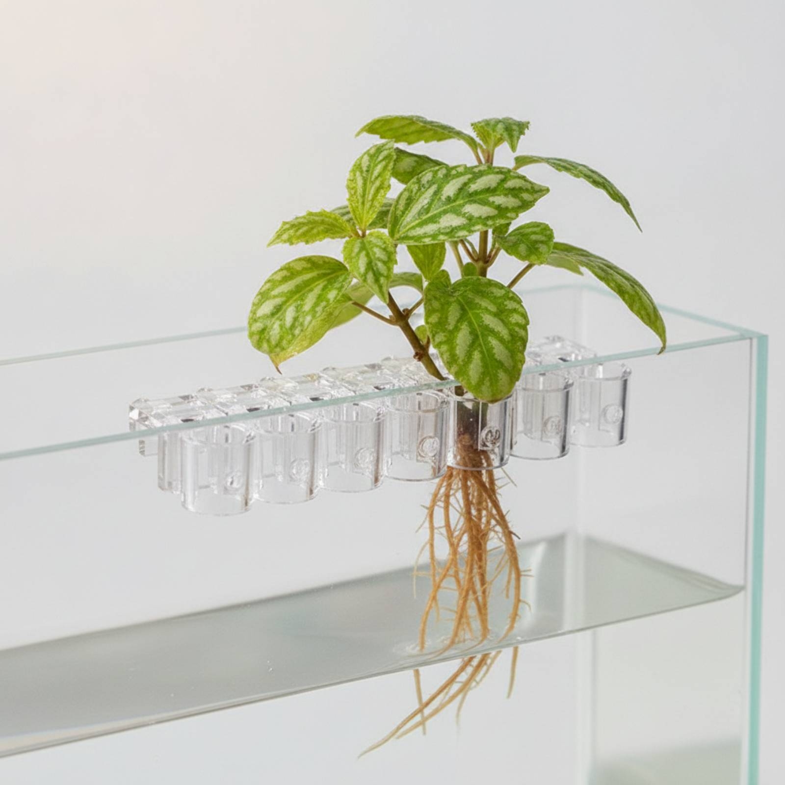 6 stuks Aquarium Planter Clear - Aquarium Plants recensie en prijs