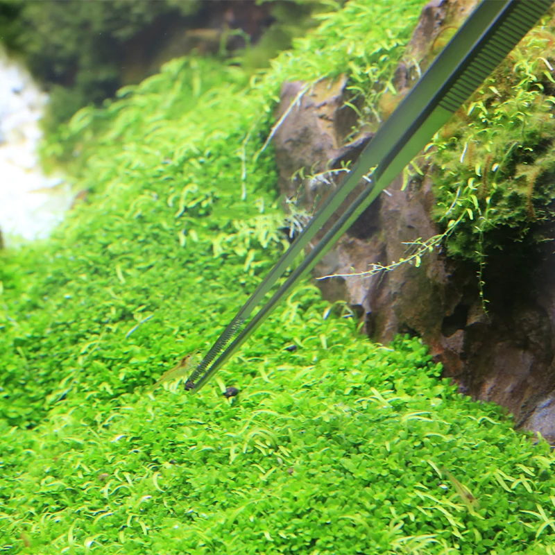 VIV ADA Kwaliteit Aquatic Pro  - Planted Aquarium Ada recensie en prijs