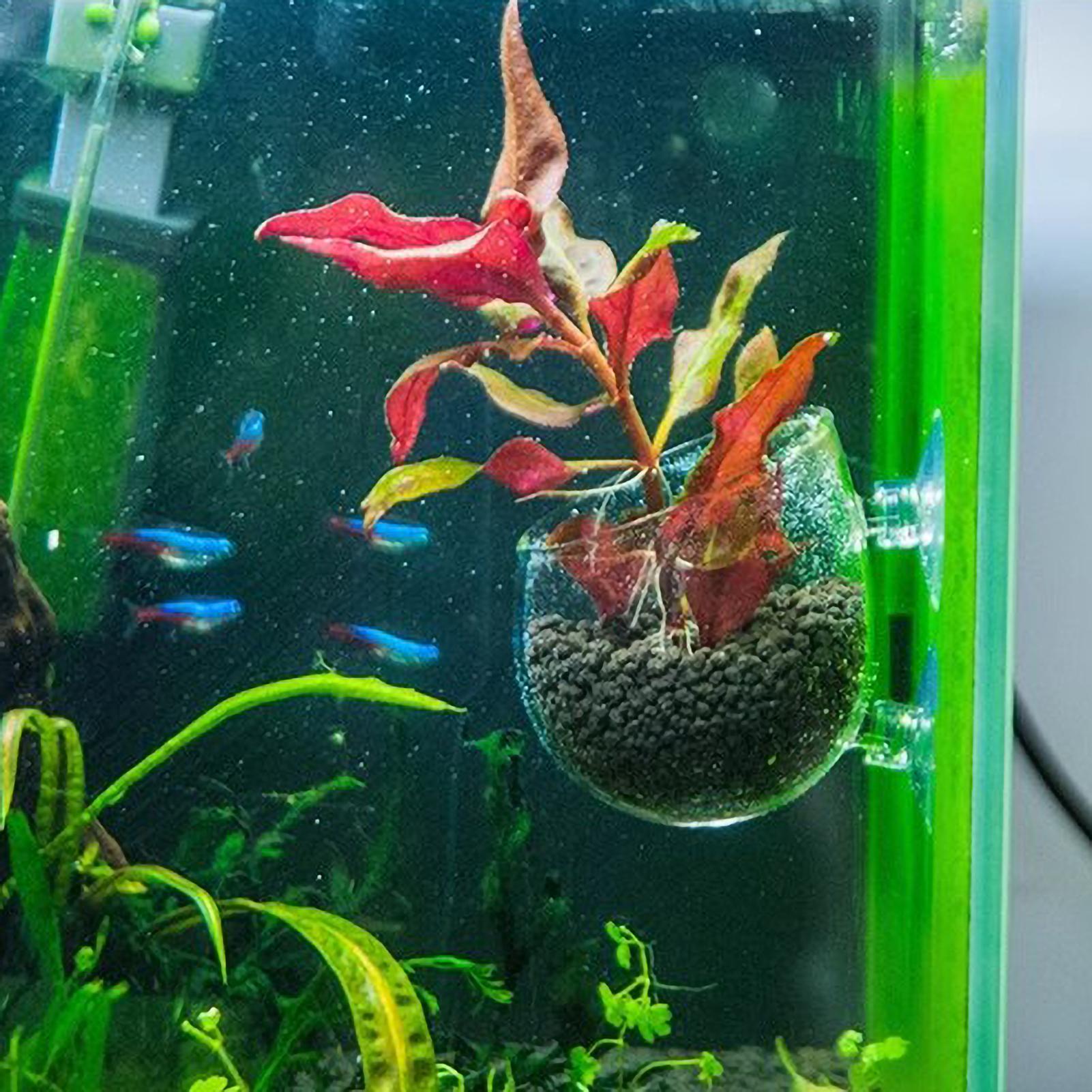 Aquariumplantenhouder Glazen A - Planted Aquarium Media recensie en prijs