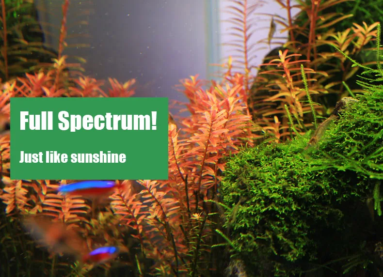 Spiritedos C-serie ADA-stijl P - Aquarium Plant Diseases recensie en prijs