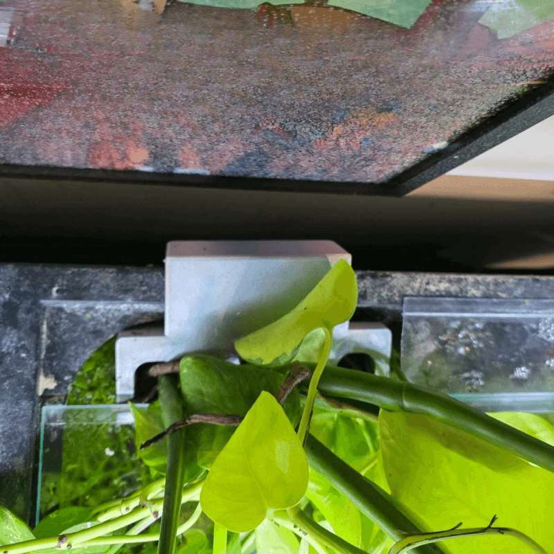 Aquarium zijbeugel voor plante - Aquarium Plant Diseases recensie en prijs