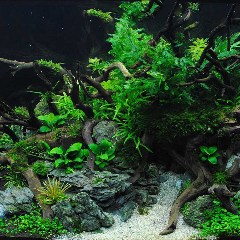 Hout N1N Landschapsarchitectuu - Aquarium Planted Wood recensie en prijs
