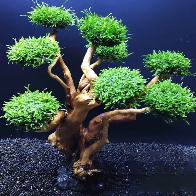 Aquarium groenheid houten fram - Aquarium Planted Wood recensie en prijs