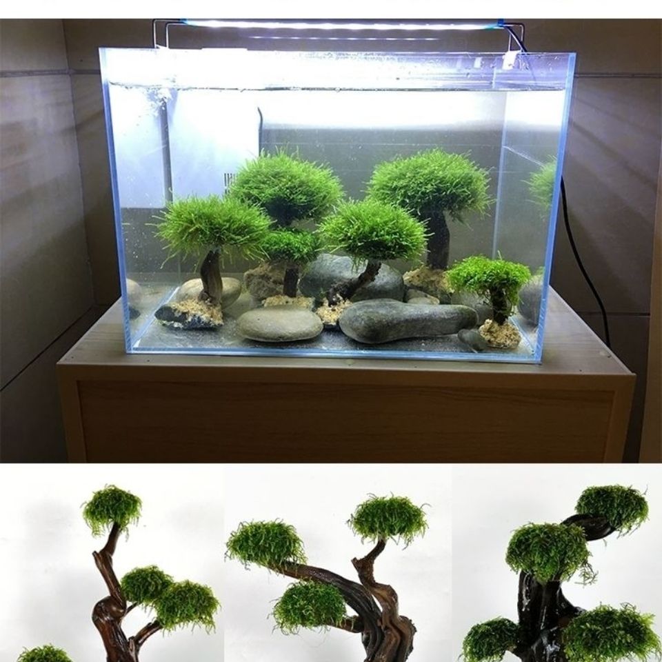 Aquarium groenheid houten fram - Aquarium Planted Wood recensie en prijs
