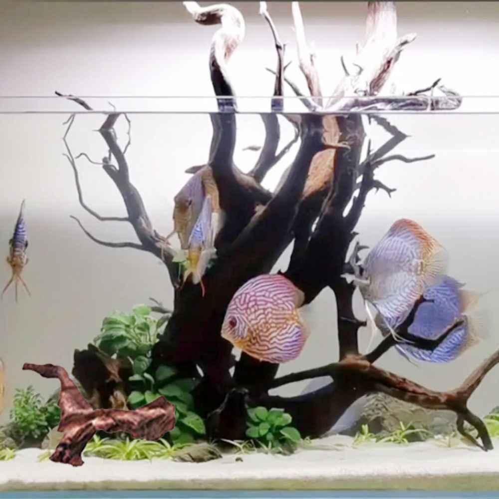Creatief gevormd koraalhout, n - Planted Aquarium Media recensie en prijs