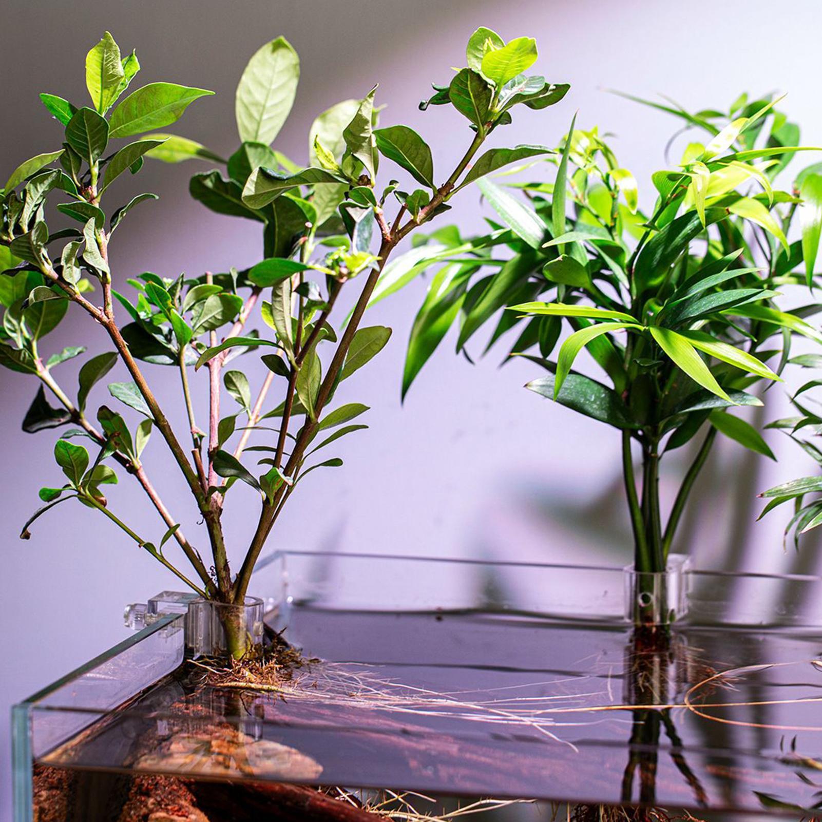 6 stuks aquariumplantenhouders - Aquarium Plant Diseases recensie en prijs