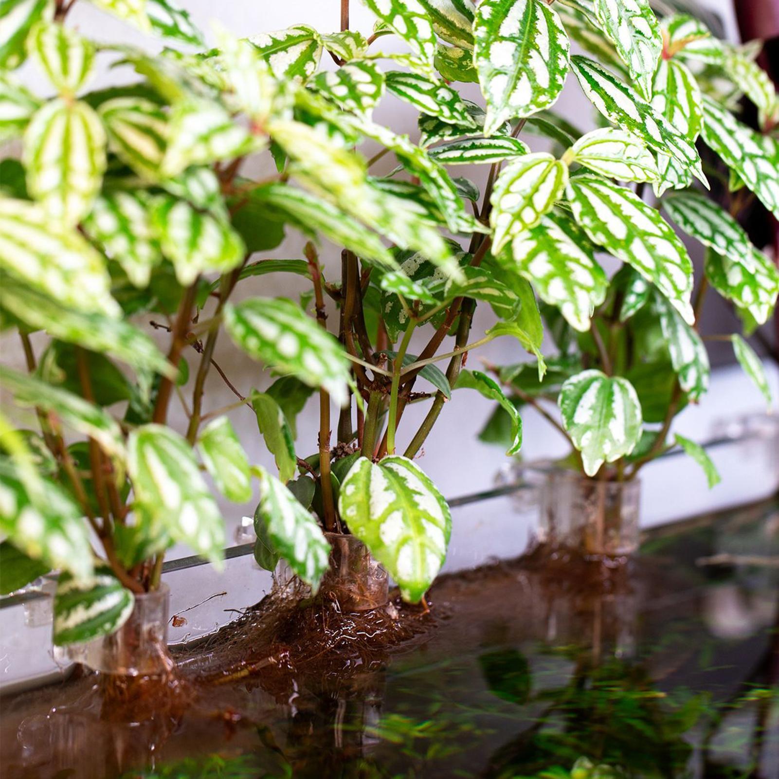 6 stuks aquariumplantenhouders - Aquarium Plant Diseases recensie en prijs