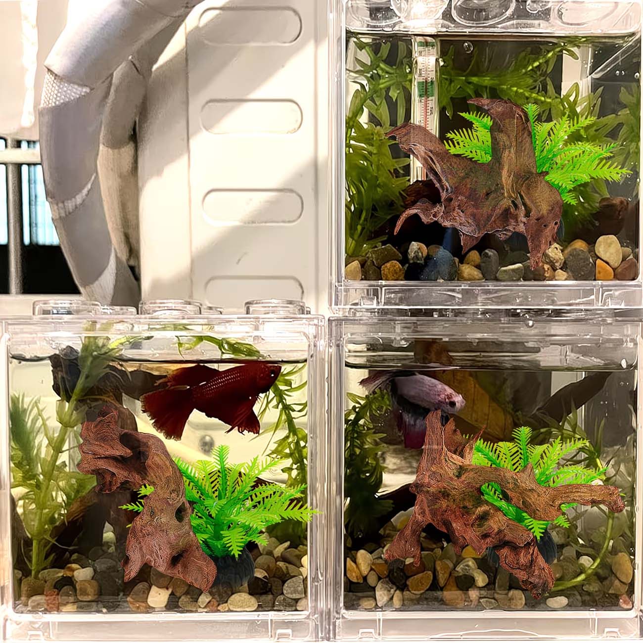 5-10CM Natuurlijk Zinkbaar Dri - Aquarium Planted Wood recensie en prijs